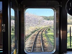 車窓からの桜並木